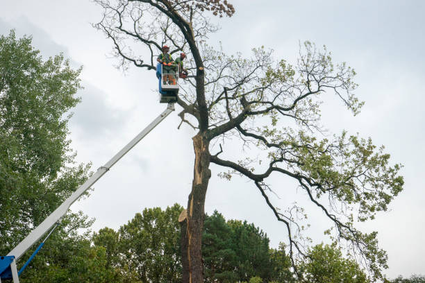 How Our Tree Care Process Works  in  Gulf Breeze, FL