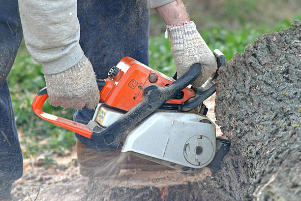 Tree and Shrub Care in Gulf Breeze, FL